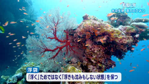 楽園の海　水中生物の世界　浮力の秘密