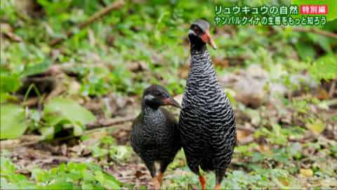 リュウキュウの自然特別編　ヤンバルクイナ