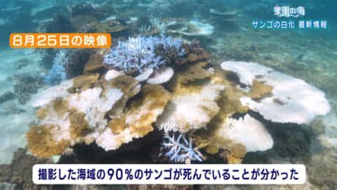 楽園の海「サンゴ白化最新の様子」