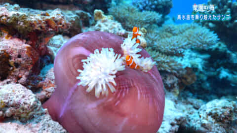 楽園の海　高水温を乗り越えたサンゴたち