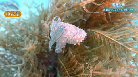 楽園の海　水中のフシギ！カムフラージュ初級から上級