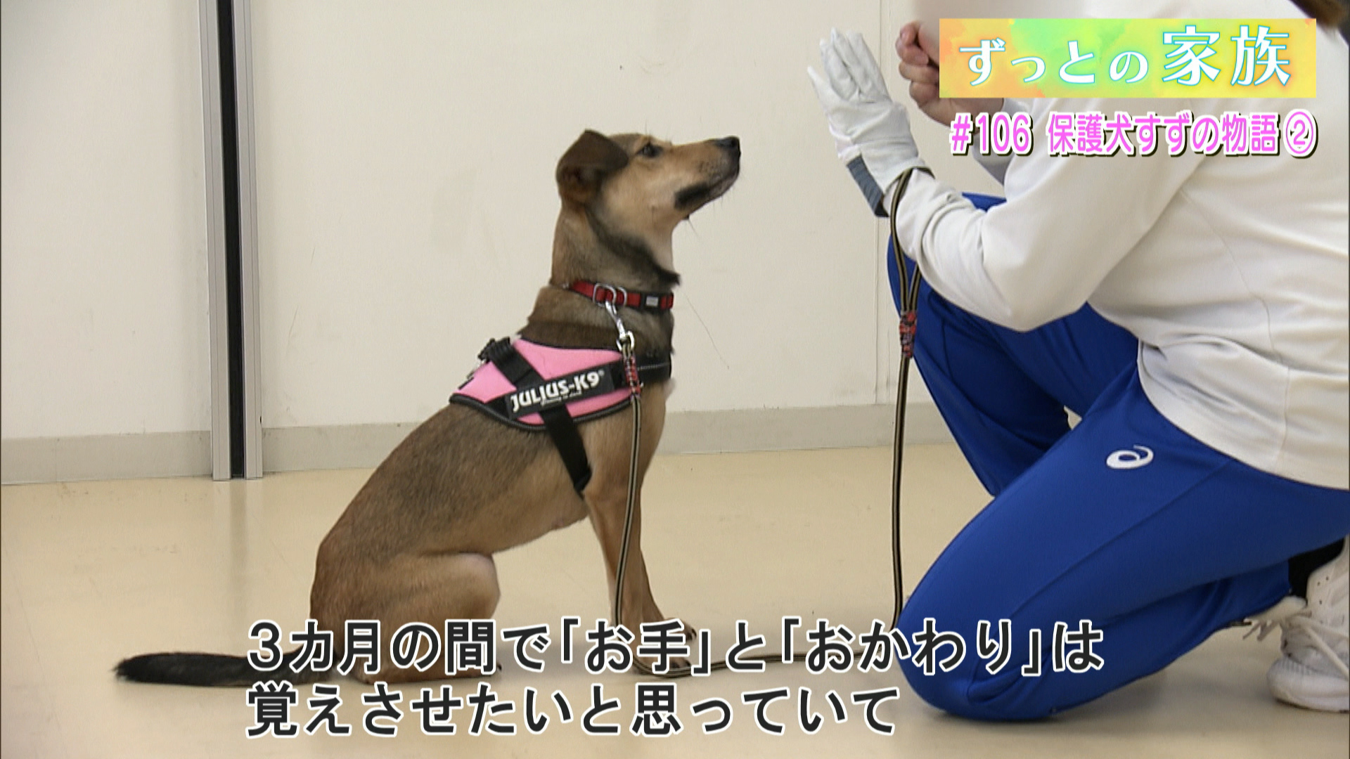 #106 保護犬“すず”の物語 (2)