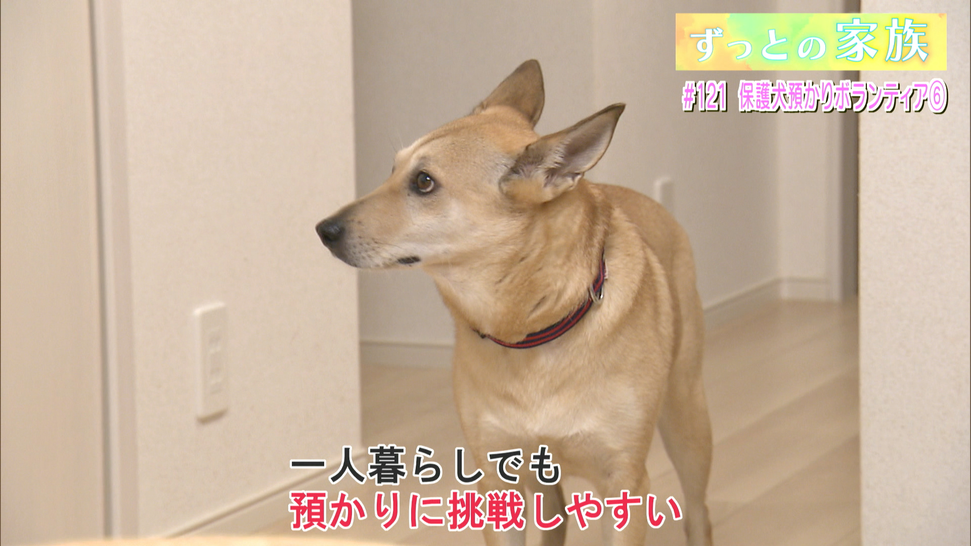 #121 保護犬預かりボランティア (6)