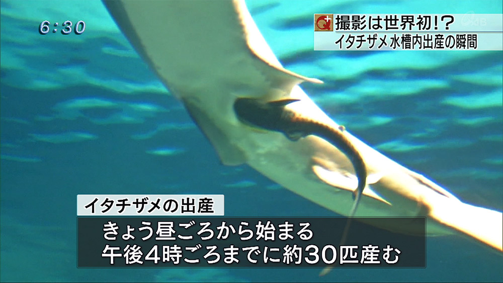 イタチザメの水槽出産を世界初撮影！