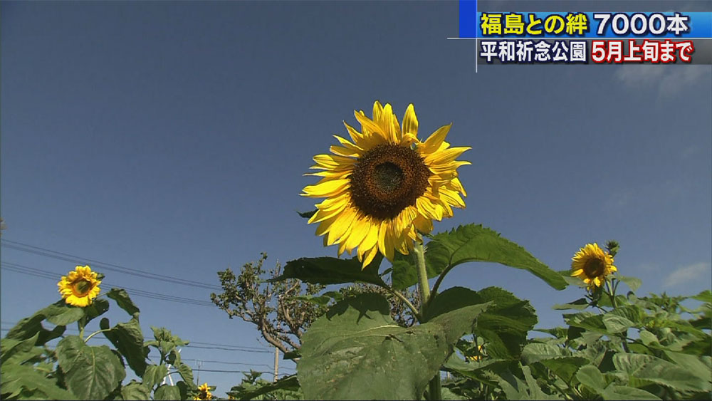 福島と沖縄の絆でつくるヒマワリ畑の迷路 Qab News Headline