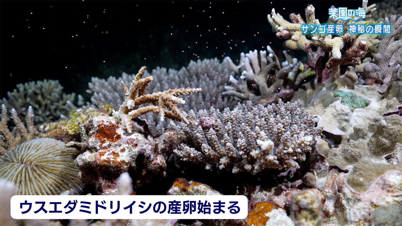 楽園の海　生命の神秘サンゴの産卵