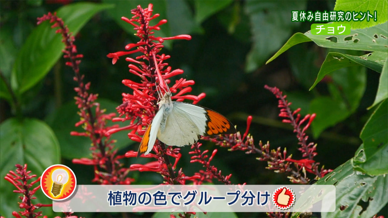 リュウキュウの自然「夏休み自由研究のヒント！」