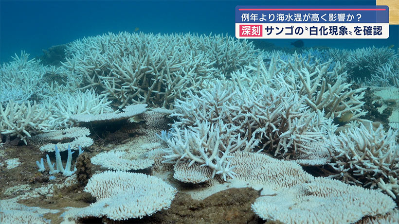 例年より海水温が高く影響か？ 深刻 サンゴの”白化現象”を確認