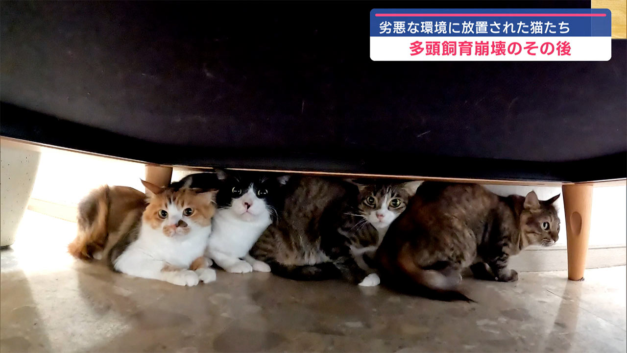 放置された多頭飼育 その後