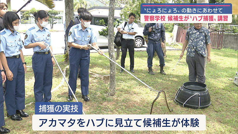 捕獲用の棒で対応/少し怖がりながらも/警察学校でハブ捕獲講習