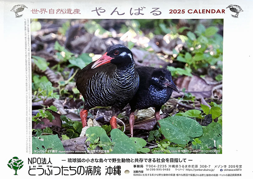 リュウキュウの自然より「世界自然遺産やんばるカレンダー2025」を10名様にプレゼント!!