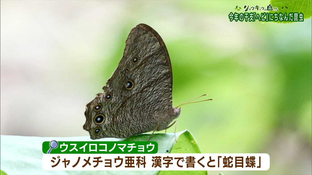 リュウキュウの自然「ヘビにちなんだ昆虫」