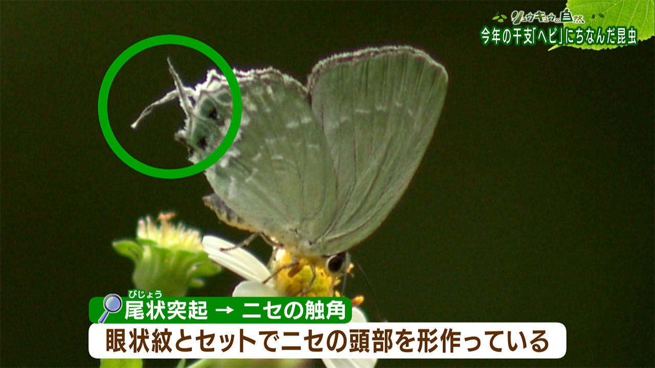 リュウキュウの自然「ヘビにちなんだ昆虫」