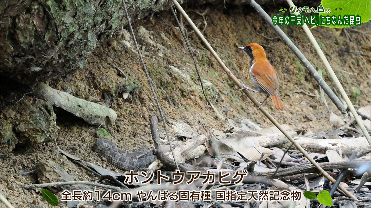 リュウキュウの自然「ヘビにちなんだ昆虫」