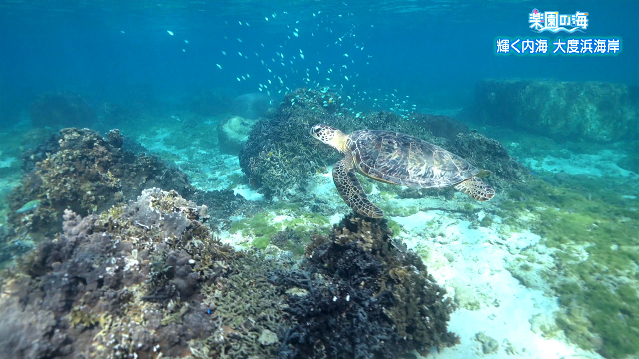 楽園の海「冬の大度浜海岸」