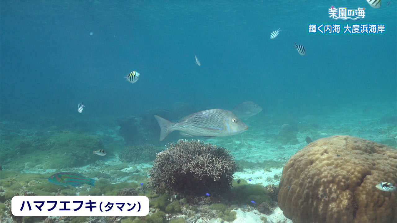 楽園の海「冬の大度浜海岸」