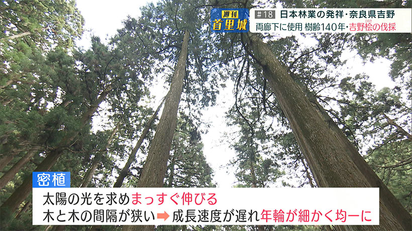 第18回 週刊首里城　「先人から受け継いだ"木"を沖縄へ」奈良吉野からつながる思い