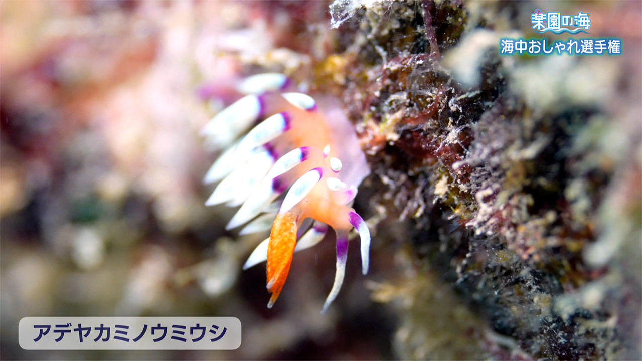 楽園の海「海のおしゃれ選手権」