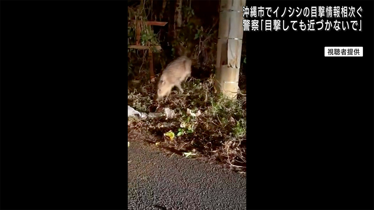 映像　沖縄市で体長約７０ｃｍのイノシシの目撃情報が相次ぐ