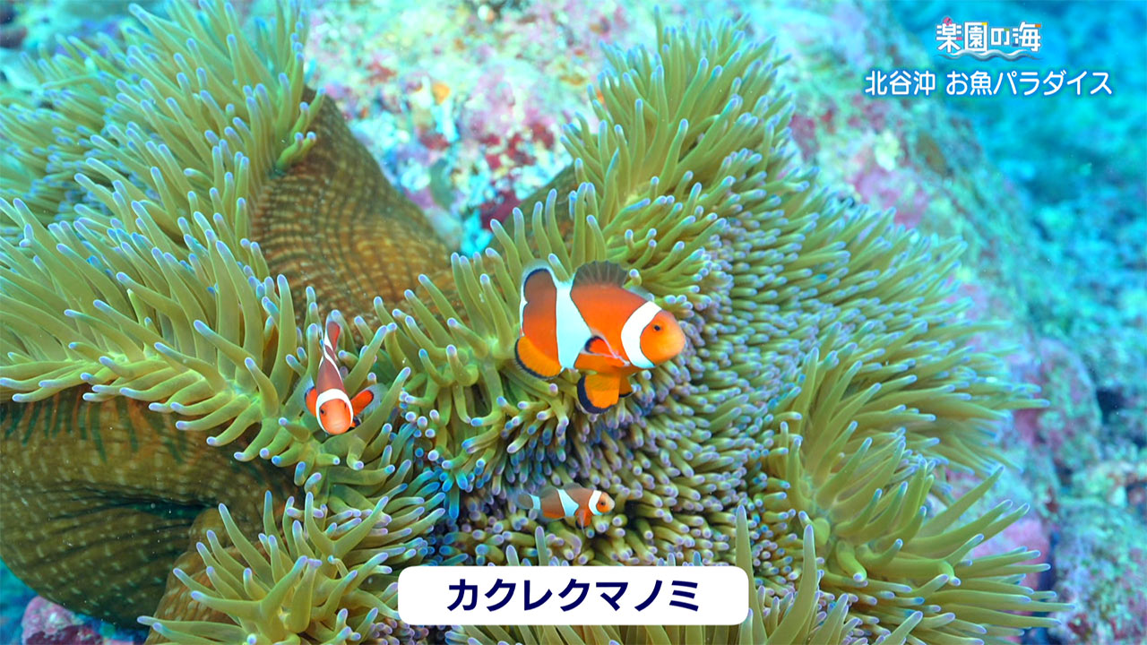 楽園の海「北谷町お魚パラダイス」