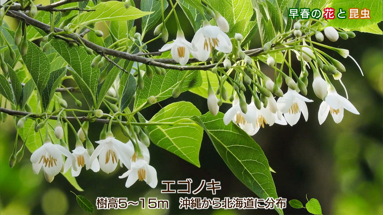 リュウキュウの自然「早春の花と昆虫」