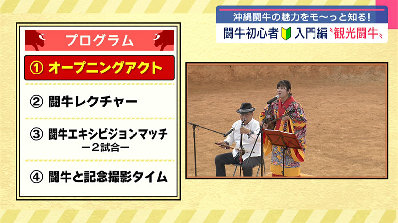 闘牛の世界へようこそ　沖縄闘牛の入門編「観光闘牛」