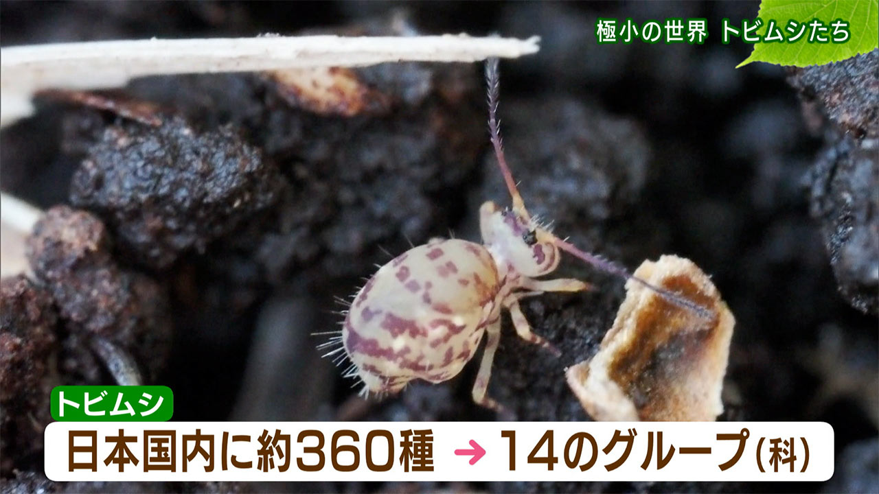 リュウキュウの自然「極小の世界 トビムシたち」