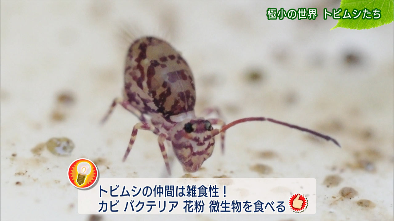 リュウキュウの自然「極小の世界 トビムシたち」