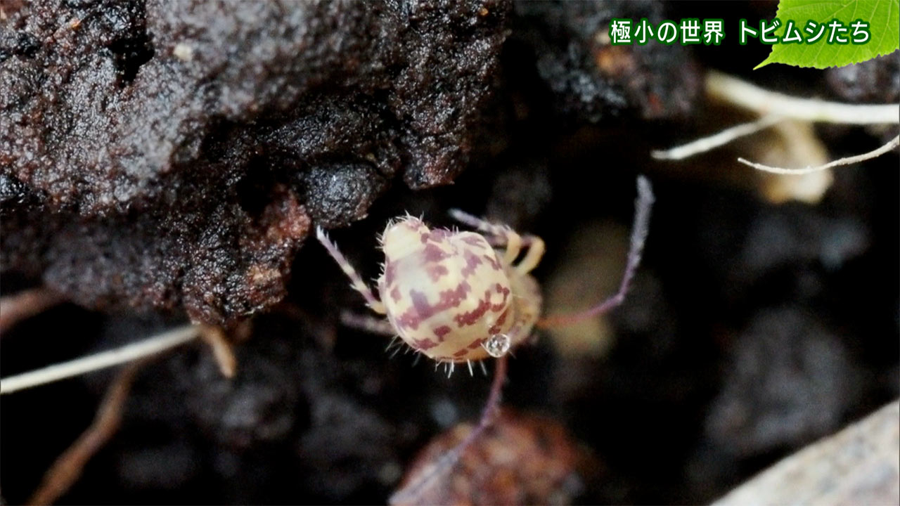 リュウキュウの自然「極小の世界 トビムシたち」