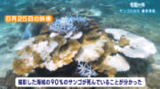 楽園の海「サンゴ白化最新の様子」